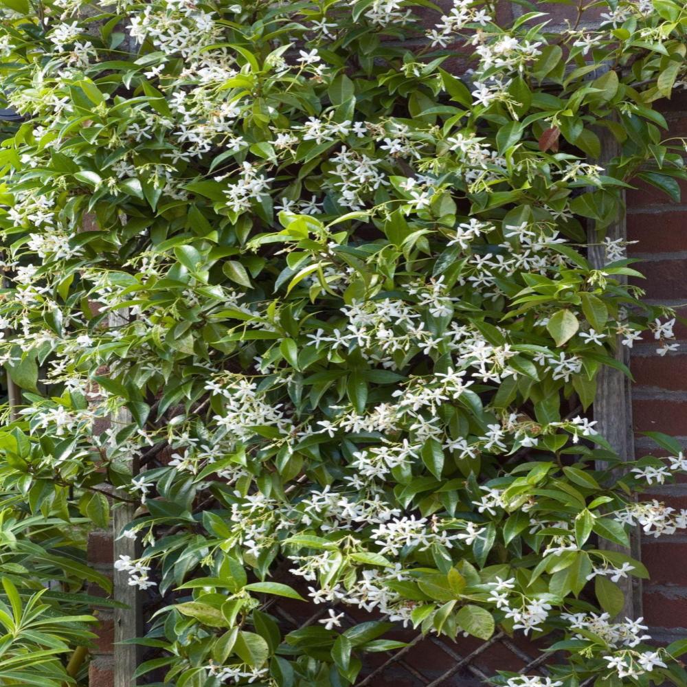 TRACHELOSPERMUM asiaticum #1