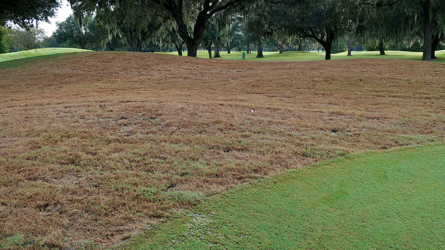 Armyworms in Bermuda Turf