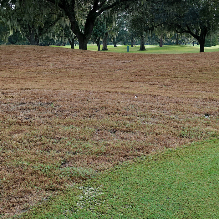 Armyworms in Bermuda Turf