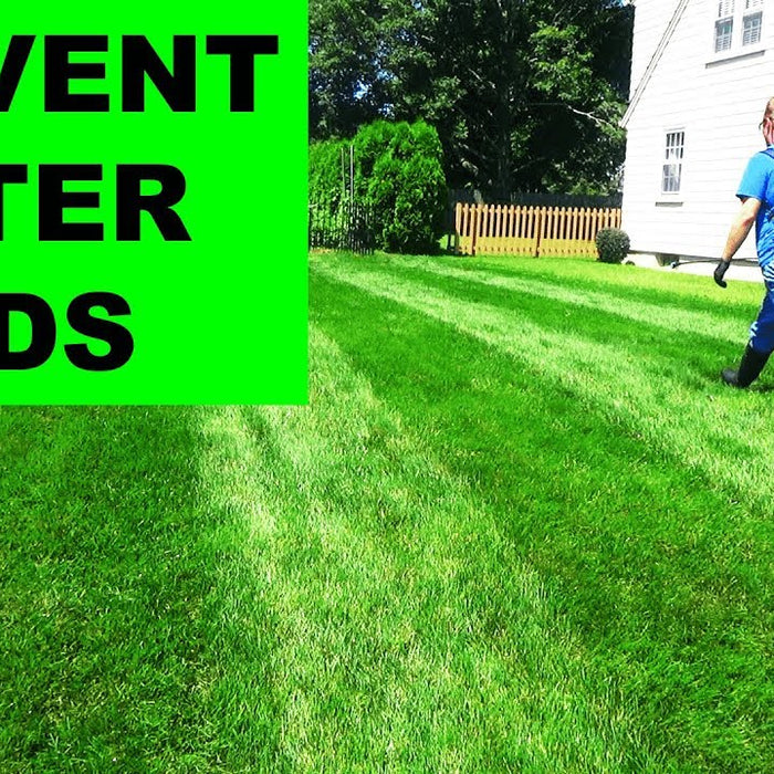 Fall Pre-emergents for Southern Lawns