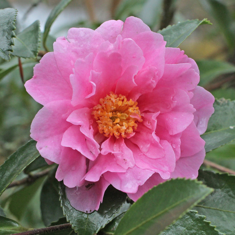 CAMELLIA Winters Joy #5