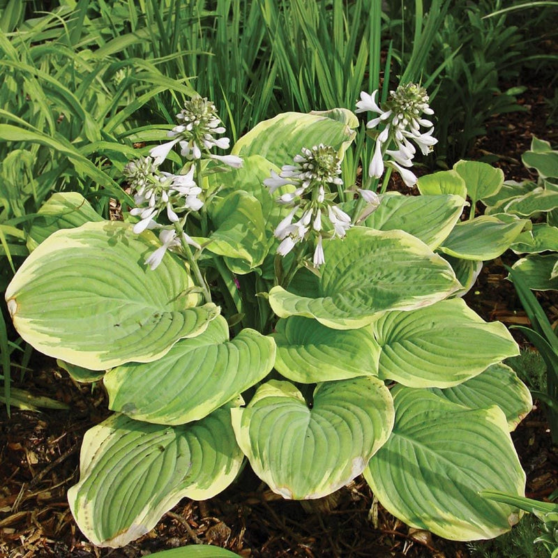 HOSTA Fragrant Bouquet #2