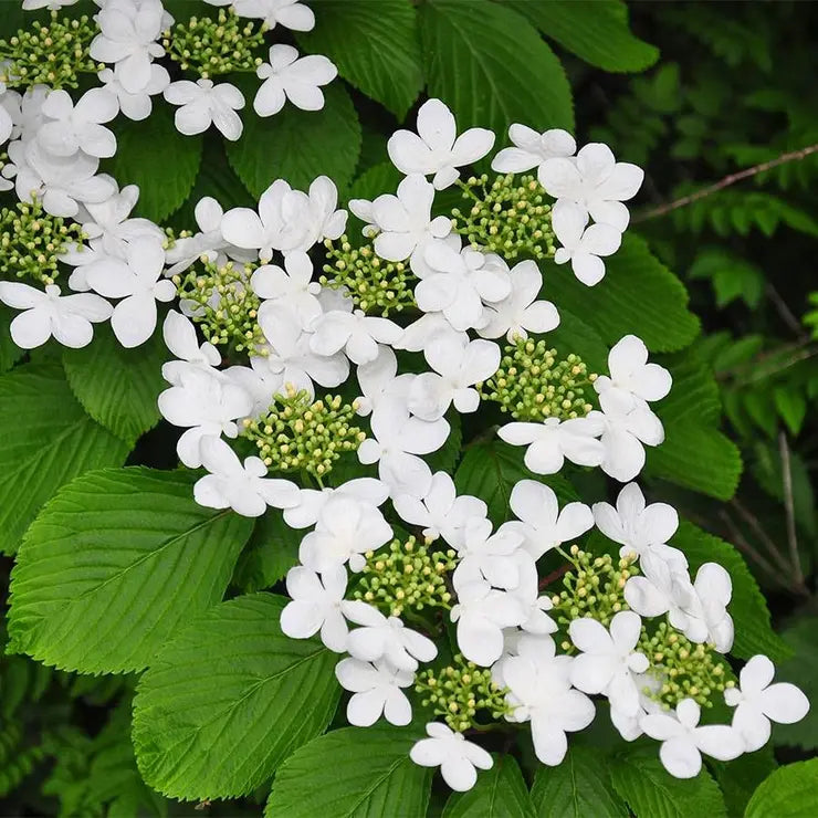 VIBURNUM Shasta #3