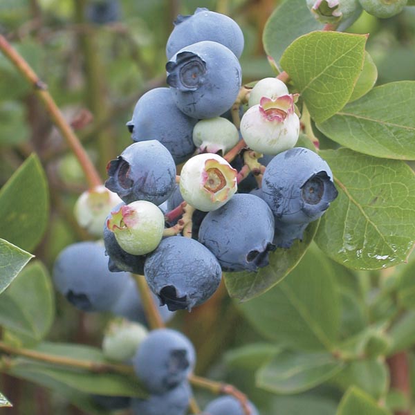 VACCINIUM Blueberry Powderblue #3