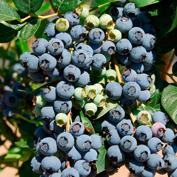 VACCINIUM Blueberry Brightwell #3