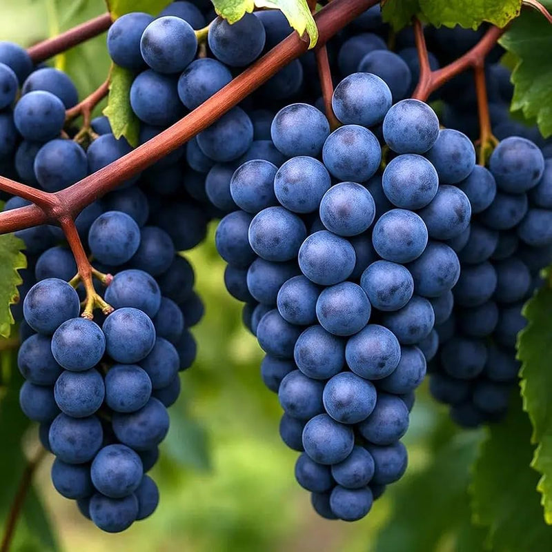 Concord Grape #2