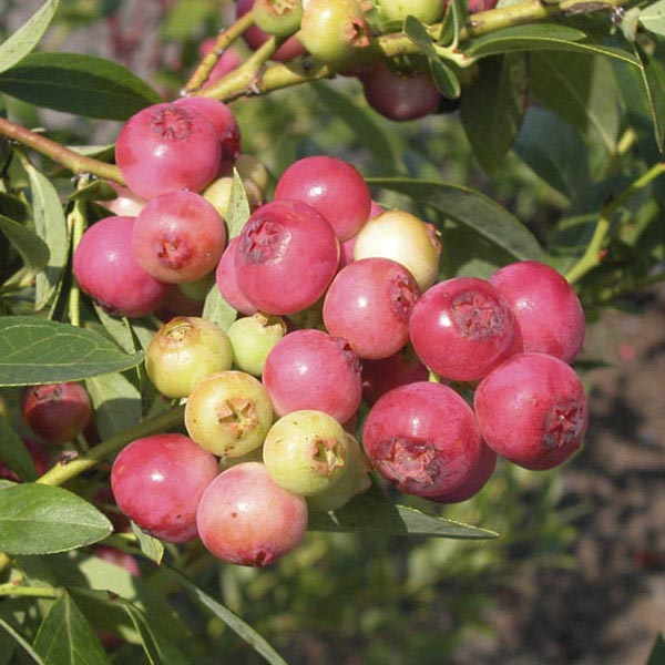 VACCINIUM Blue Berry Pink Lemonade #3