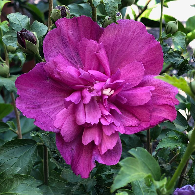 HIBISCUS Raspberry Smoothie #3 — Master Landscape Supply