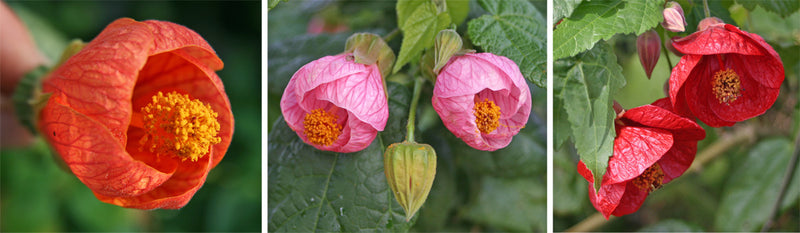 Abutillon Flowering Maple Red STD 10in.