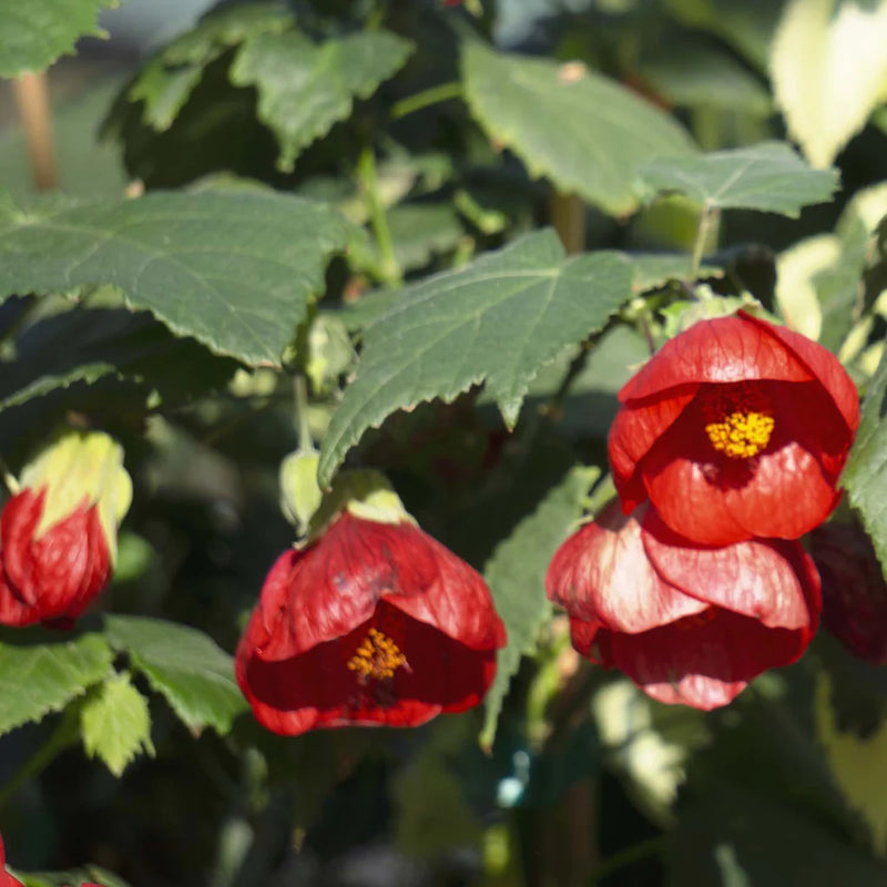 Abutillon Flowering Maple Red STD 10in.