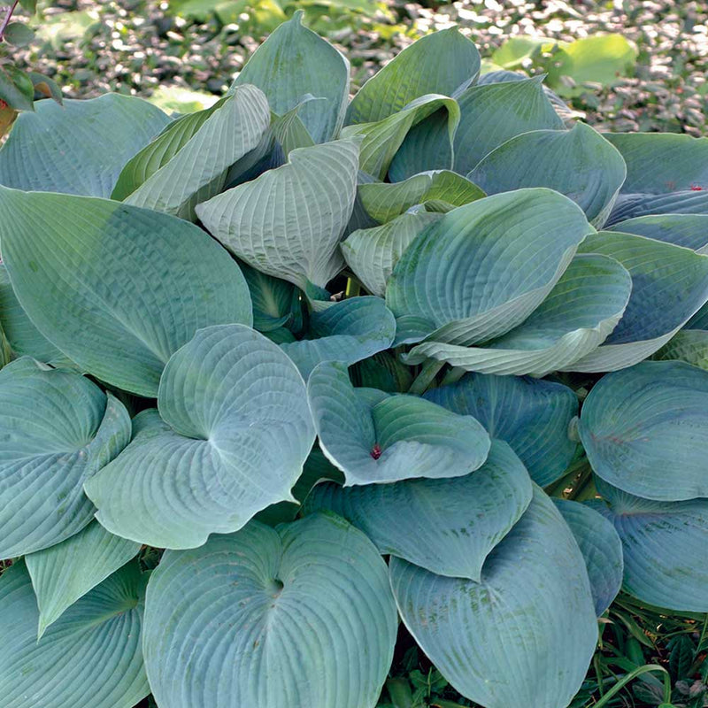 HOSTA Blue Angel #3
