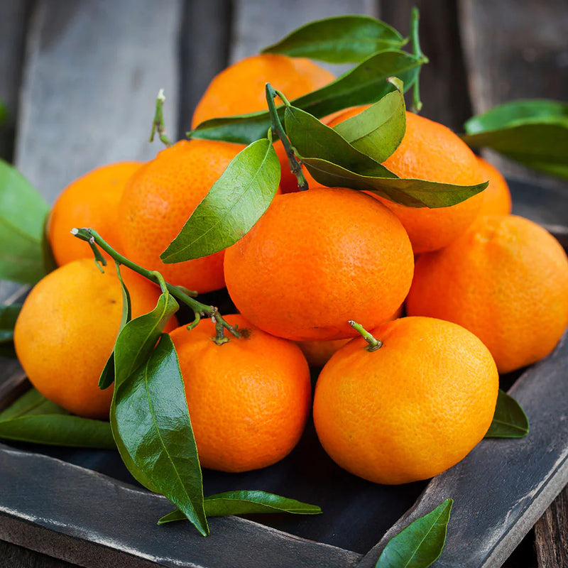Satsuma Brown Select Citrus #3