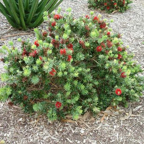 Callistemon Bottlebrush #3