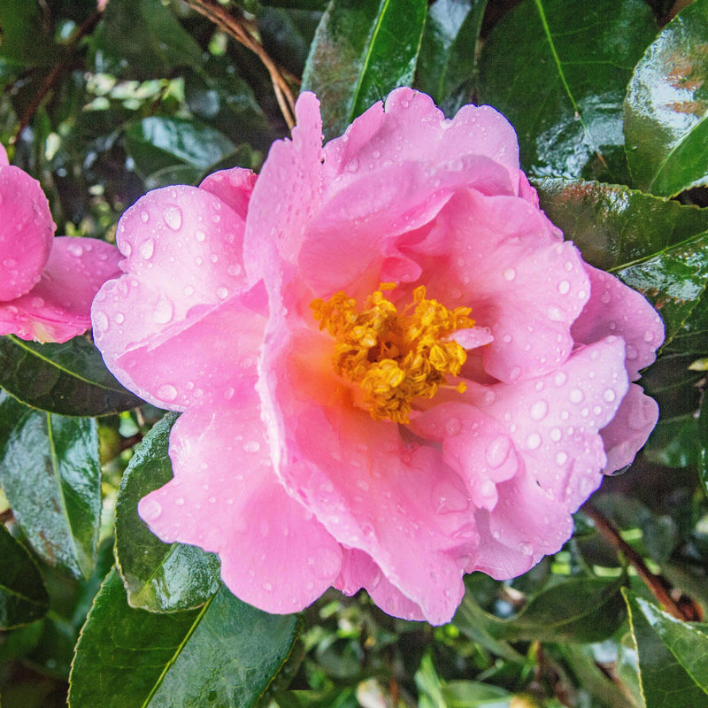 CAMELLIA Pink Icicle #7