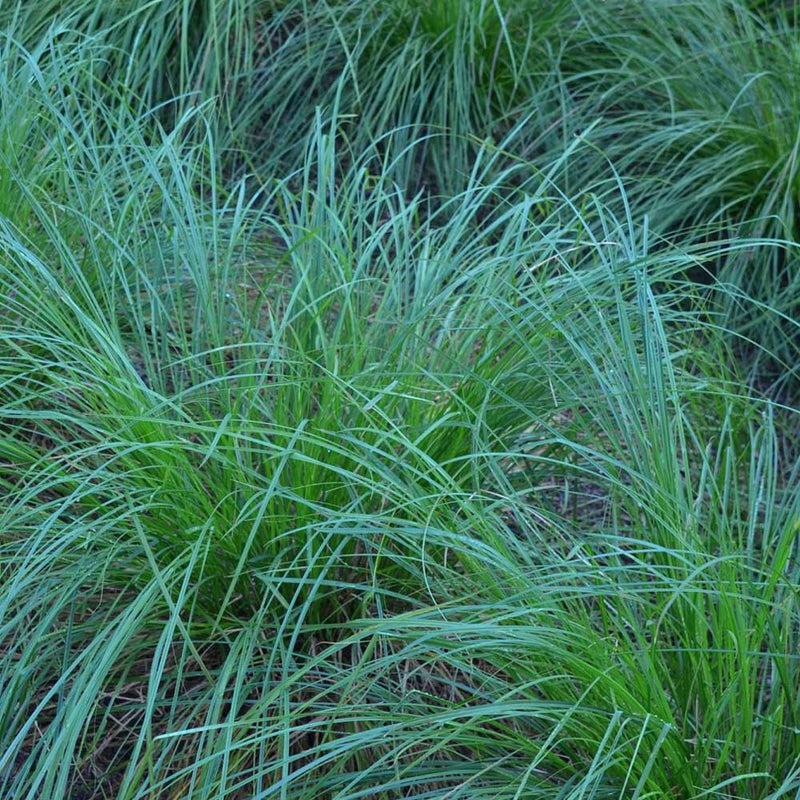 Reclaim Wetland Seed Mix (by the Pound)