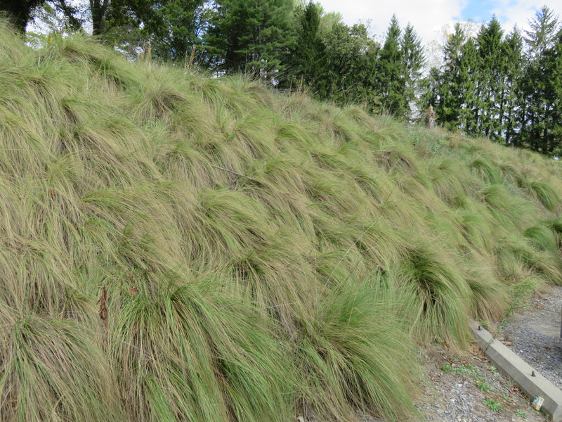 Weeping Lovegrass Seed Coated (by the Pound)