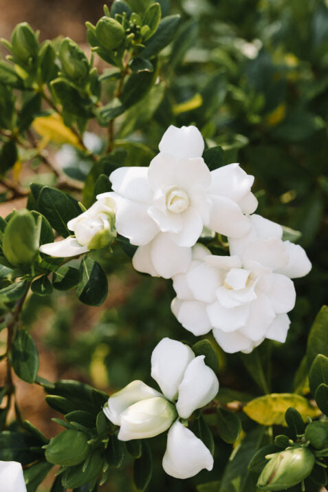 GARDENIA Double Mint #3