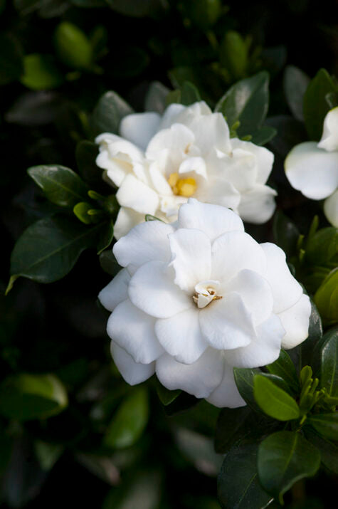 GARDENIA Double Mint #3