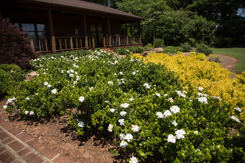 GARDENIA Double Mint #3