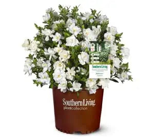 GARDENIA Jubilation #3