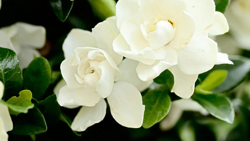 GARDENIA Jubilation #3