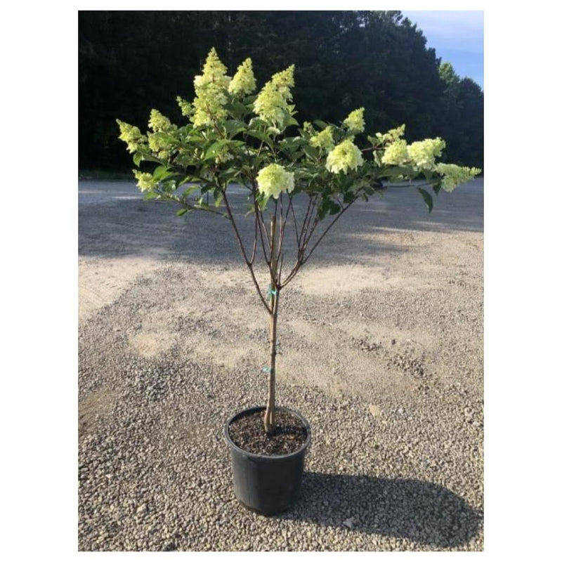 Hydrangea Limelight #7 (Tree Form)