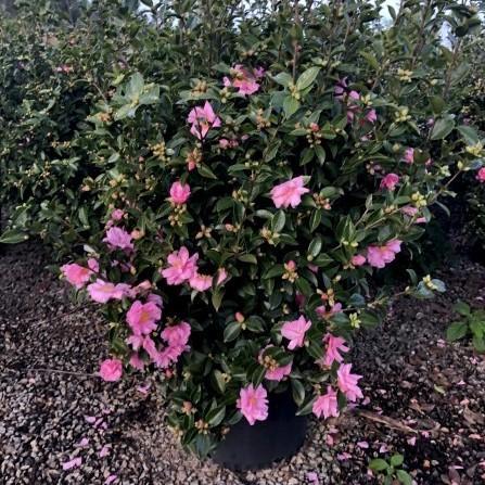 CAMELLIA Winters Joy #5