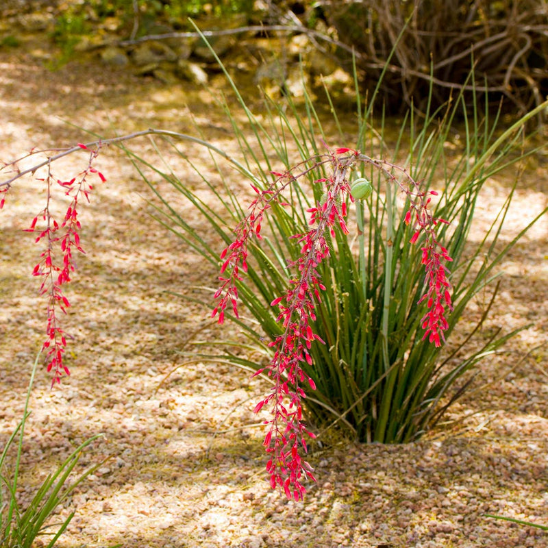 YUCCA Red #3
