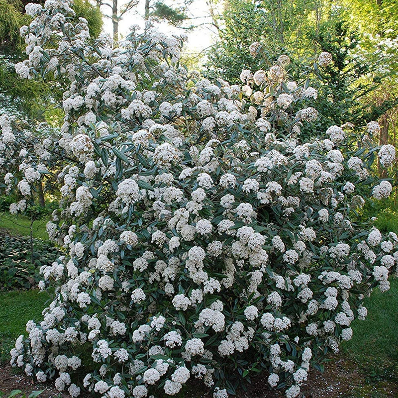 VIBURNUM pragense #3