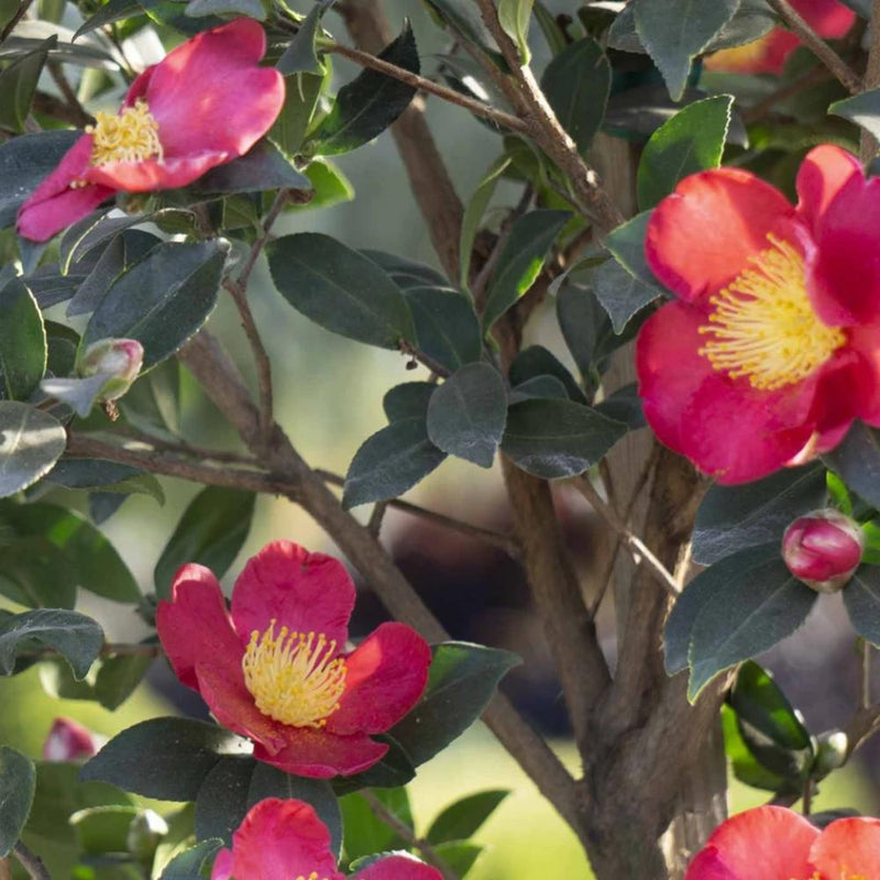 CAMELLIA Yuletide #15