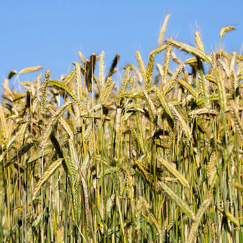 Beardless Wheat Seed 50 lbs.