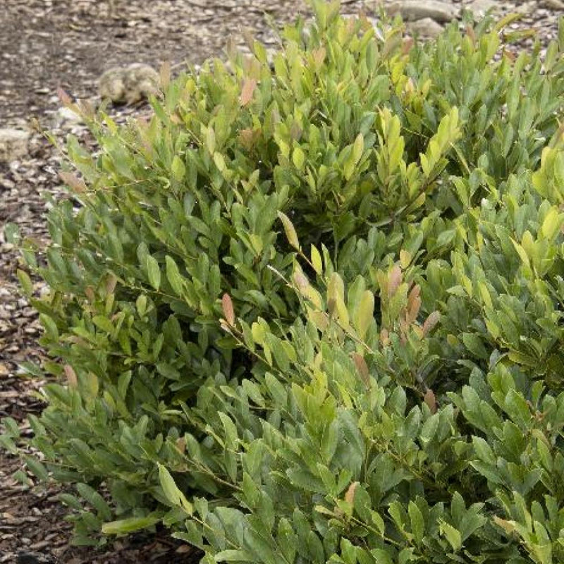 DISTYLIUM Blue Cascade #7