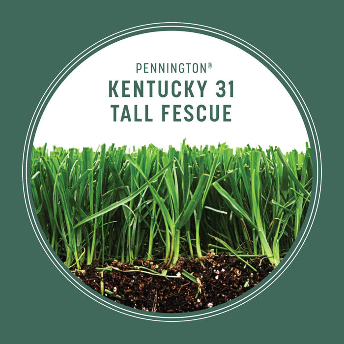 Pennington K31 Kentucky 31 Tall Fescue Penkoted Grass Seed 50 lb.