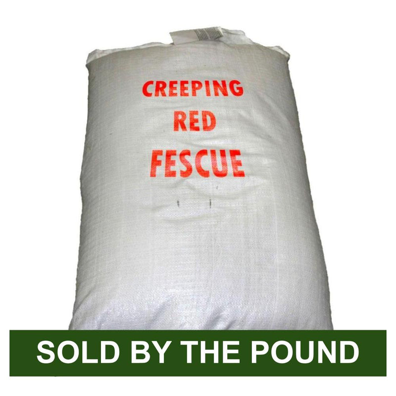 Creeping Red Fescue (by the Pound)