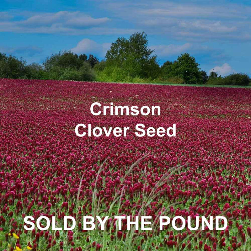 Crimson Clover Seed (by the Pound)