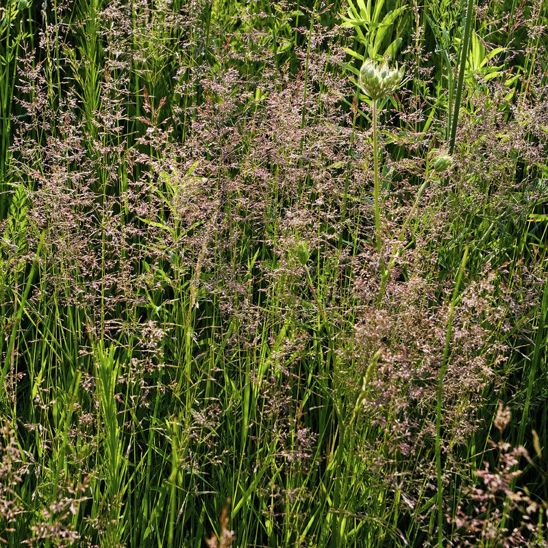 Reclaim Wetland Seed Mix (by the Pound)