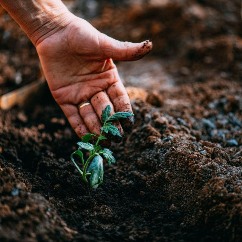 Georgia Compost (1/2 CY)