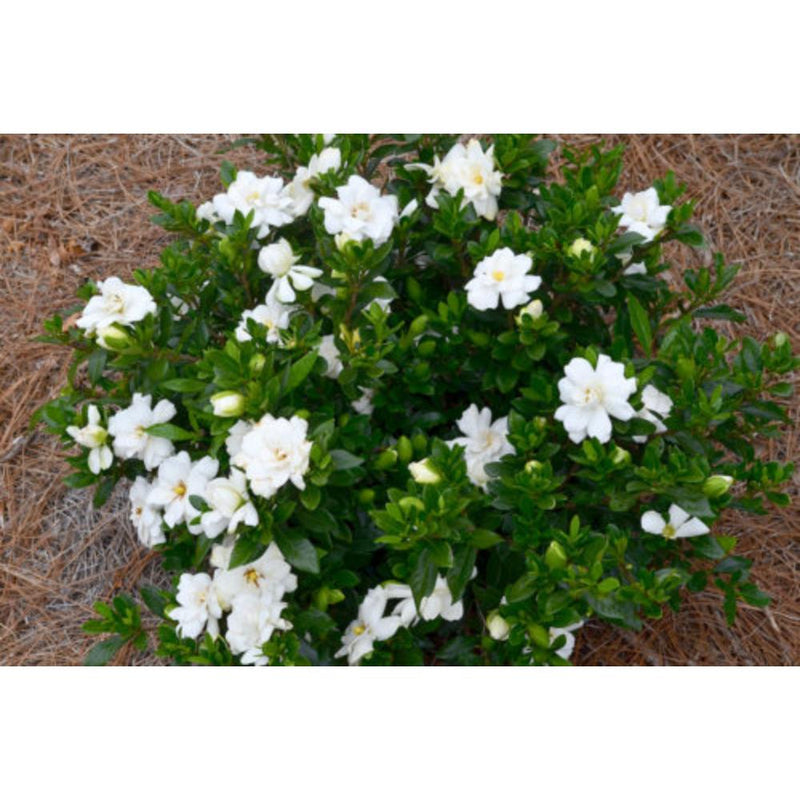 GARDENIA Double Mint #3