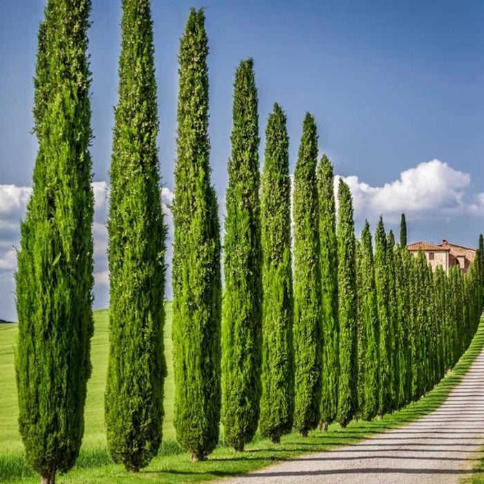 Italian Cypress 15-gal