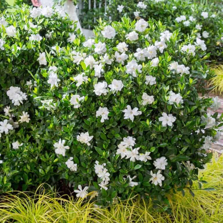 GARDENIA Jubilation #3