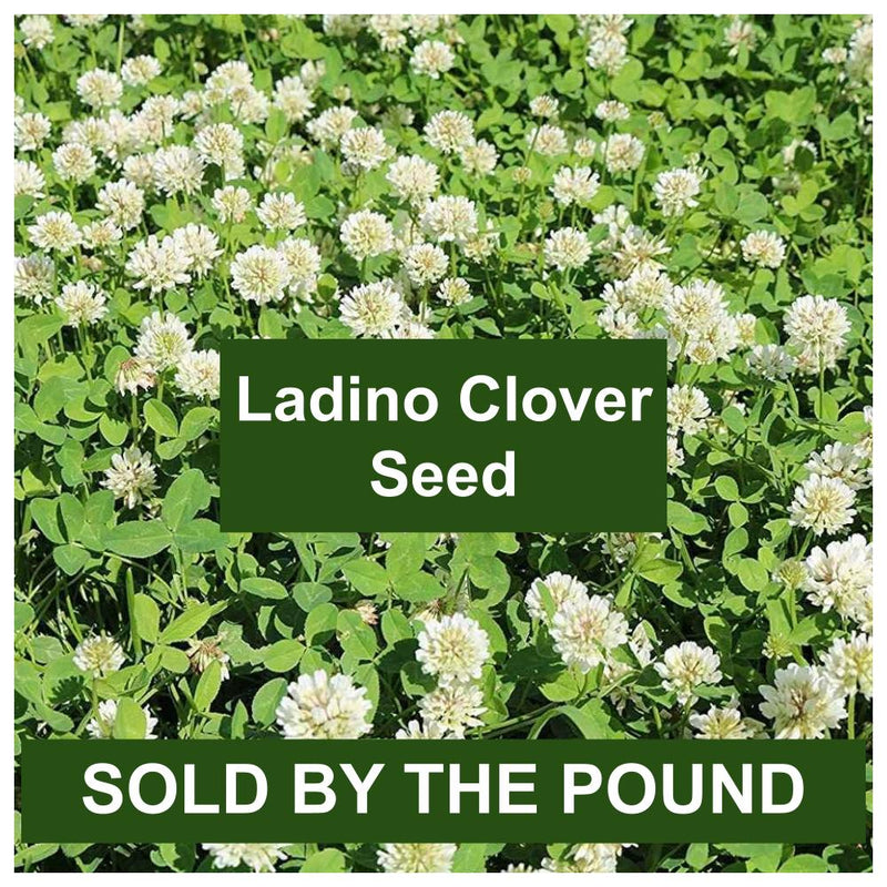 Ladino Clover Seed Coated Inoculated (by the pound)