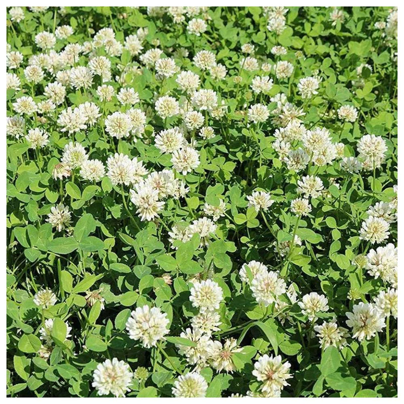 Ladino Clover Seed Coated Inoculated (by the pound)