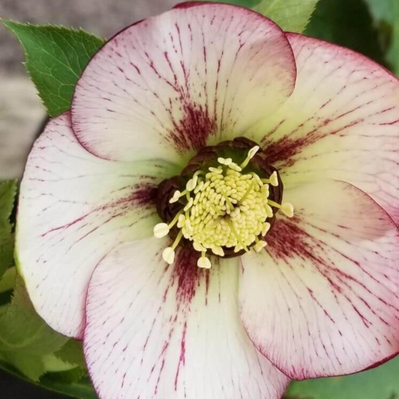 HELLEBORUS Orientalis #1