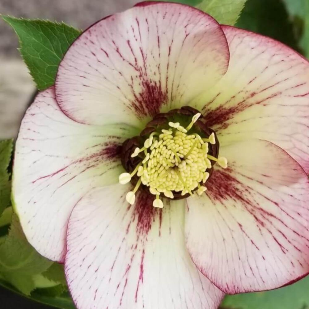 HELLEBORUS Orientalis #1 — Master Landscape Supply