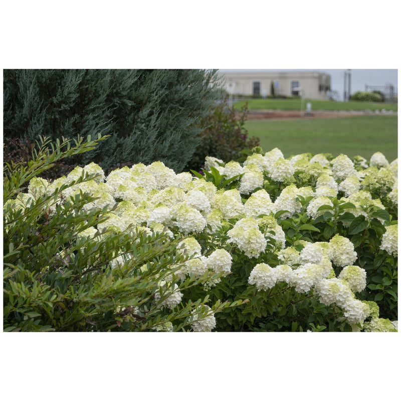 HYDRANGEA Little Hottie #3