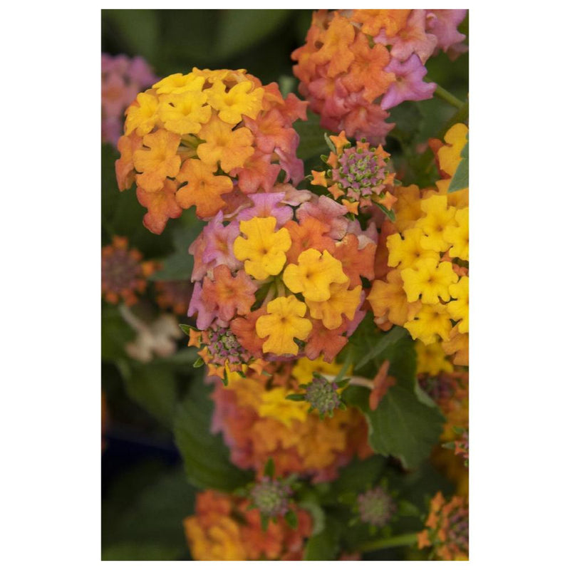 LANTANA Miss Huff #1