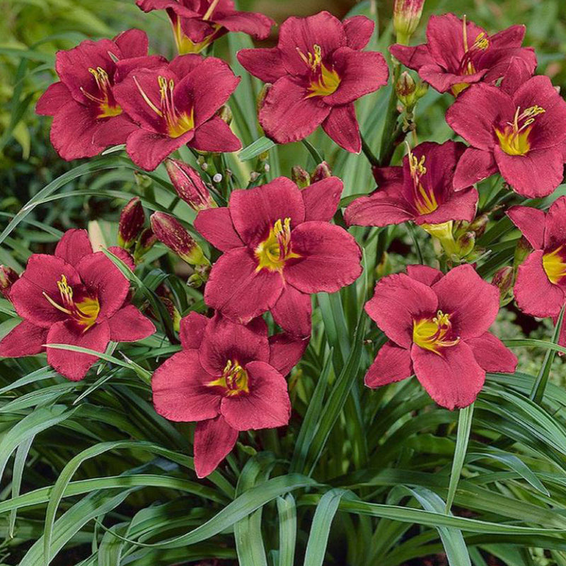 DAYLILY Pardon Me #1