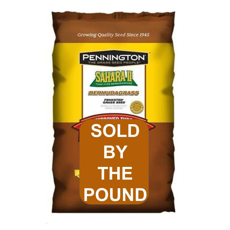 Sahara II Turf Type Bermudagrass Seed (by the pound)