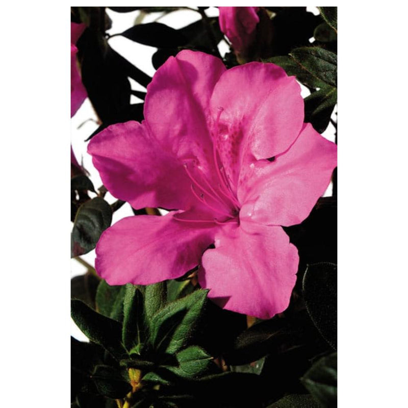 AZALEA Encore Autumn Sangria #3