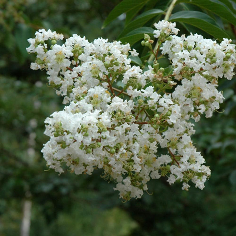 Crape Myrtle Sarah's Favorite White  #7